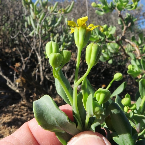 Othonna quercifolia