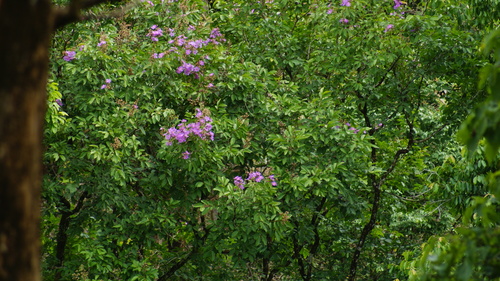Image of Lagerstroemia speciosa by (c) Paulmathi Vinod, some rights reserved (CC BY)