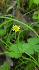 Ranunculus lapponicus
