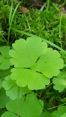 Ranunculus lapponicus