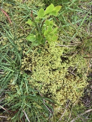 Racomitrium ericoides