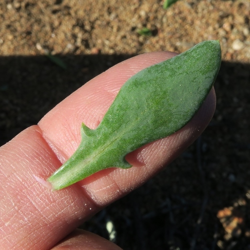 Othonna quercifolia