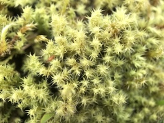 Racomitrium ericoides