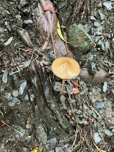 Protostropharia semiglobata