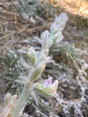 Image of Lupinus leucophyllus by (c) Matt Berger, some rights reserved (CC BY)