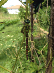 Coryphaeschna adnexa