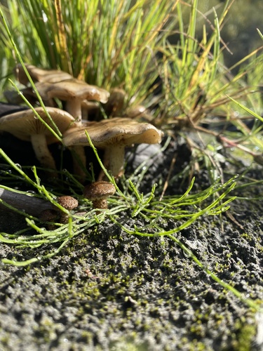 Owingsia PNW01 graham.jpg