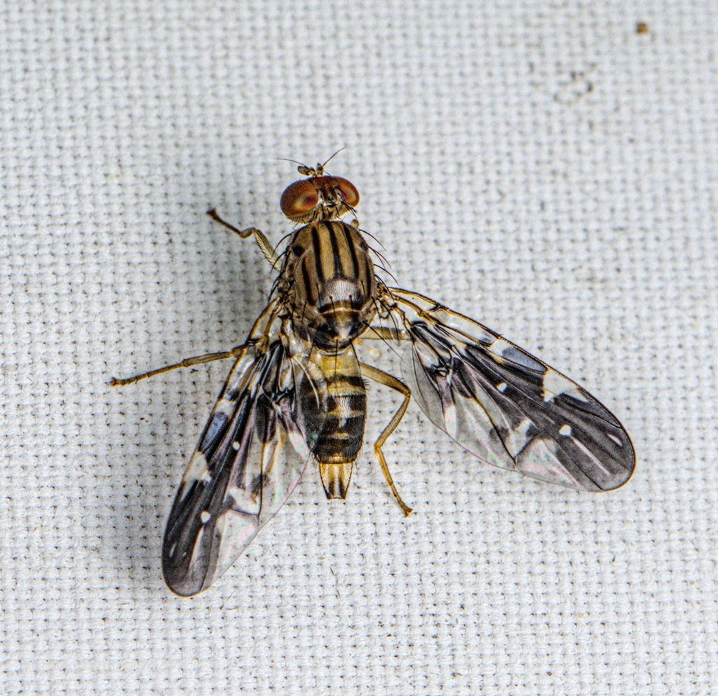 Rioxoptilona
