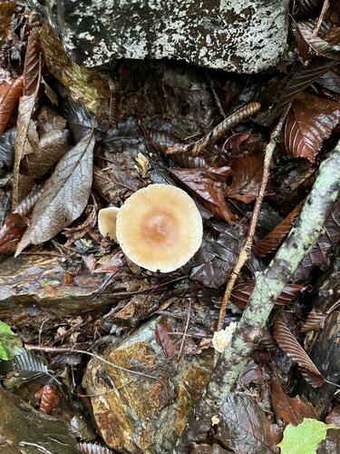 Rhodocollybia butyracea