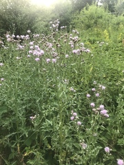 Cirsium arvense
