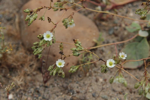 Cistanthe coquimbensis (Cistanthe coquimbensis)