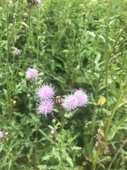 Cirsium arvense
