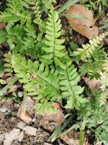 Image of Adiantum latifolium by (c) Ong Jyh Seng, some rights reserved (CC BY)