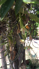 Leochilus crocodiliceps