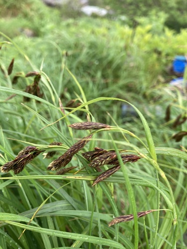 Carex flavocuspis iNat (2)