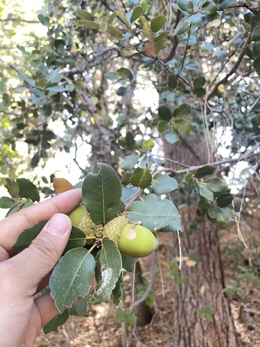 iNaturalist observation photo of canyon live oak