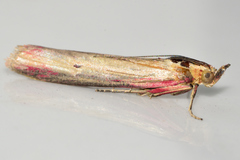 Oncocera