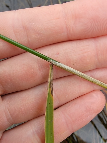 Image of Zizania palustris by (c) simonpesant, some rights reserved (CC BY)