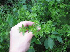 Galium asprellum