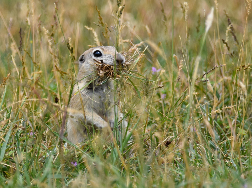Asia Minor Ground Squirrel