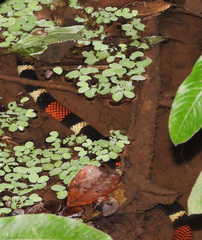Aquatic Coral Snake photo 4