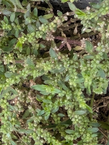 Image of Herniaria hirsuta by no rights reserved