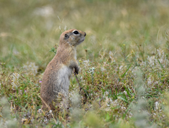 Spermophilus xanthoprymnus