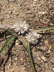 Allium obtusum obtusum