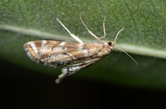Petrophila confusalis