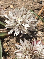 Allium obtusum obtusum