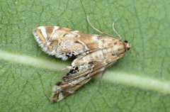 Petrophila confusalis