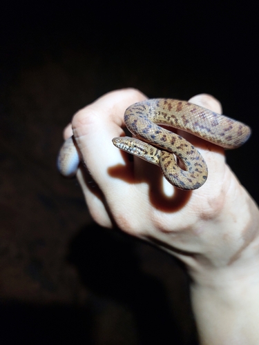 Pygmy Python sighting