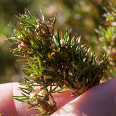 Cliffortia filifolia