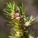 Cliffortia filifolia - Photo (c) Carina Lochner, μερικά δικαιώματα διατηρούνται (CC BY-NC), uploaded by Carina Lochner