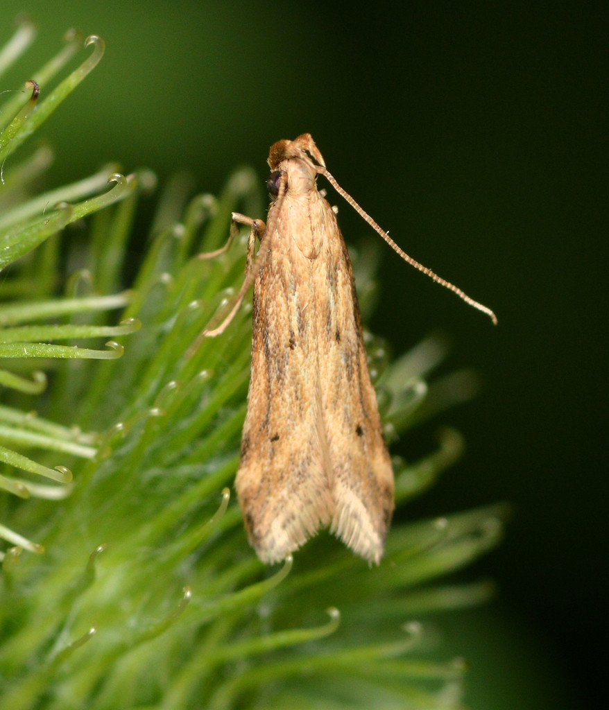 Burdock Seedhead Moth