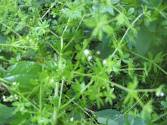 Galium asprellum