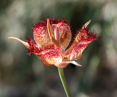 Calochortus fimbriatus