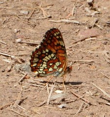 Chlosyne palla calydon