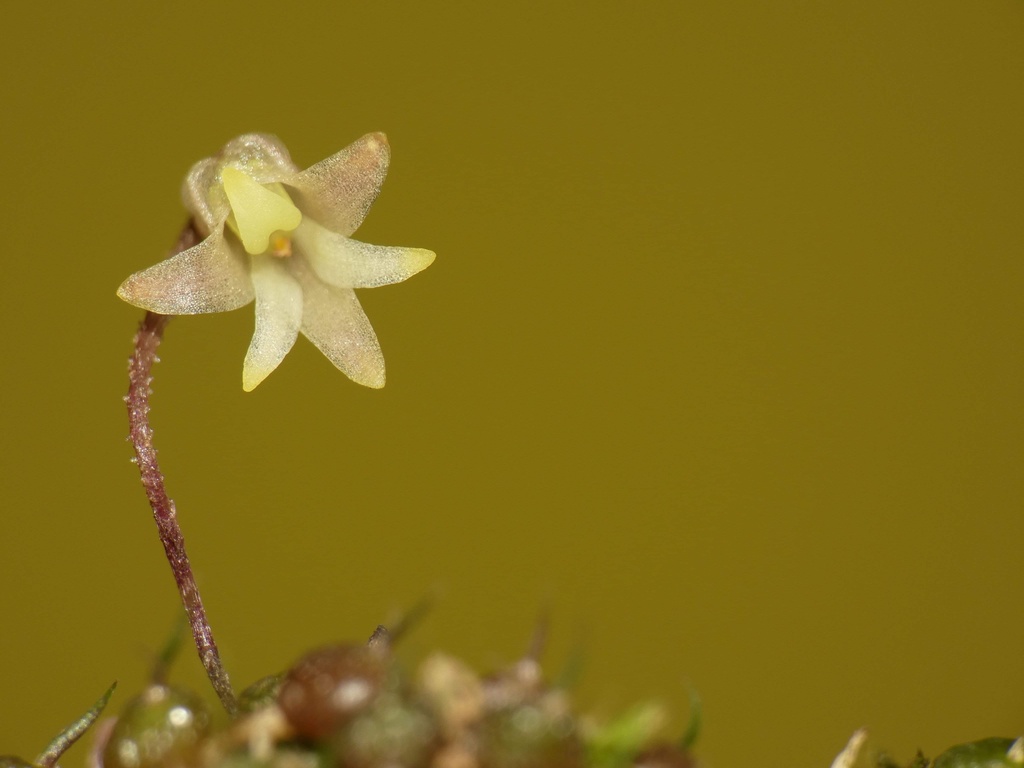 Bulbophyllum globuliforme Nicholls 2