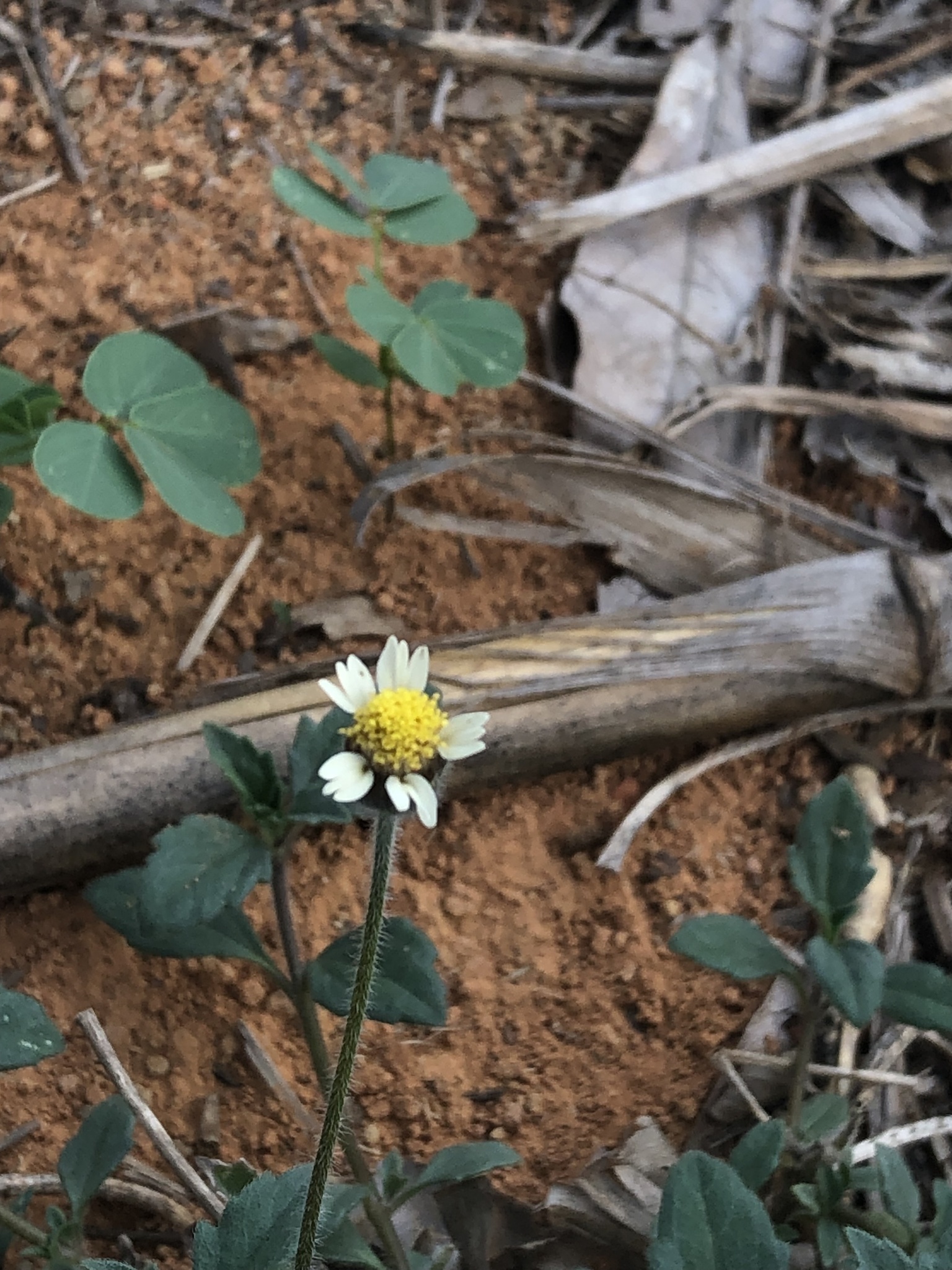 Tridax procumbens