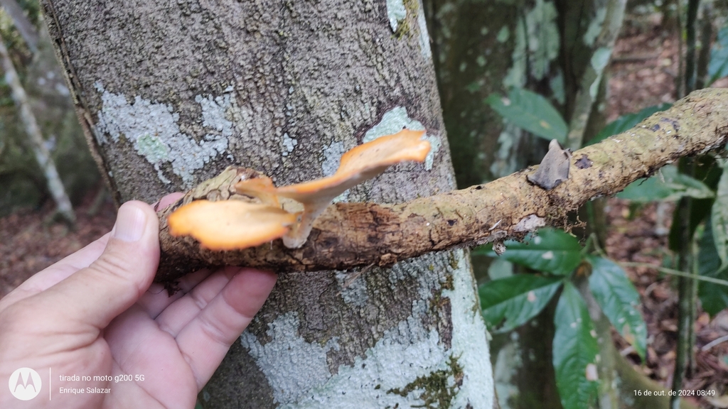 Favolus pseudogrammocephalus