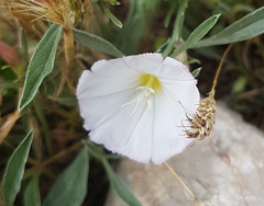 Convolvulus lineatus