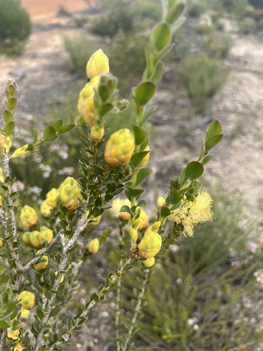 Melaleuca megacephala