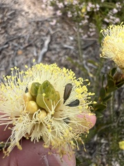 Melaleuca megacephala, photograph (c) Katherine Parys, some rights reserved (CC BY)