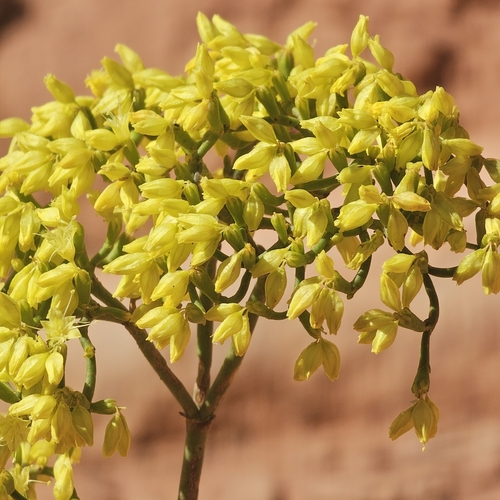 Image of Eriogonum thompsoniae by (c) Indio Brown, some rights reserved (CC BY)