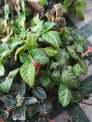 Episcia