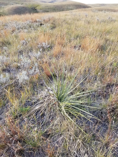 Great Plains yucca