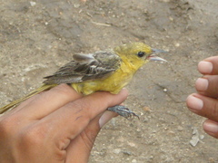 Icterus spurius