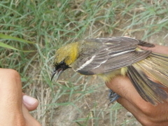 Icterus spurius