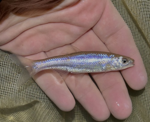 Spotfin shiner (Cyprinella spiloptera) — Cyprinidae — 3